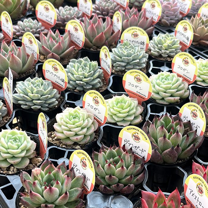 多肉植物 kswエケベリア 柏屋商店さん苗5個セット プレミアム福袋