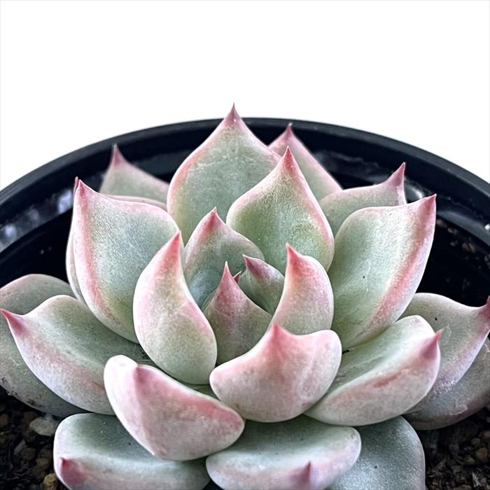 日本花キ流通 多肉植物 hmエケベリア ルビーネイル 多肉植物