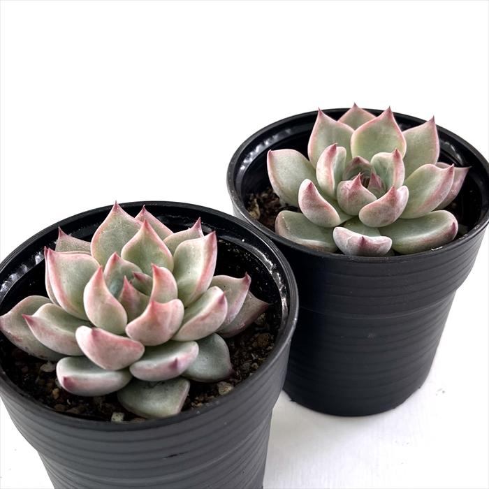 日本花キ流通 多肉植物 hmエケベリア ルビーネイル 多肉植物
