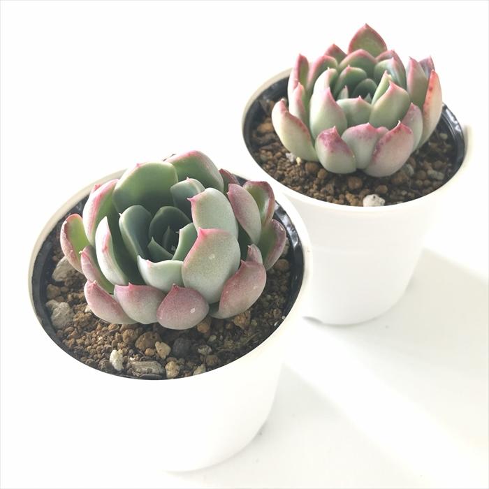 日本花キ流通 多肉植物 hxエケベリア トルセンシス×ラウイ 日本花キ流通 多肉植物 hxエケベリア トルセンシス×ラウイ