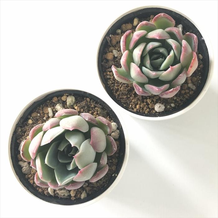 日本花キ流通 多肉植物 hxエケベリア トルセンシス×ラウイ 多肉植物