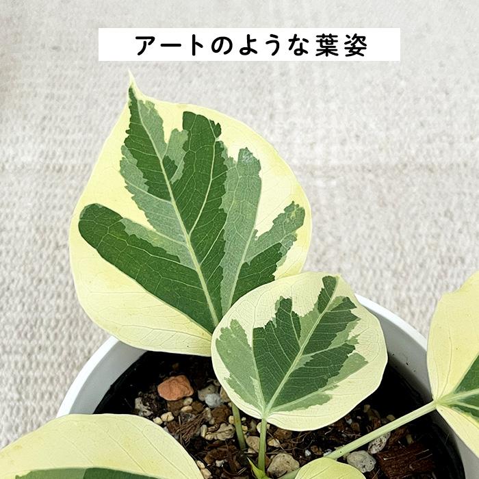 フィカス　ランフィー　ルンフィー 園芸ネット本店｜フィカス：ランフィー（ルンフィー）斑入り 4号ポット