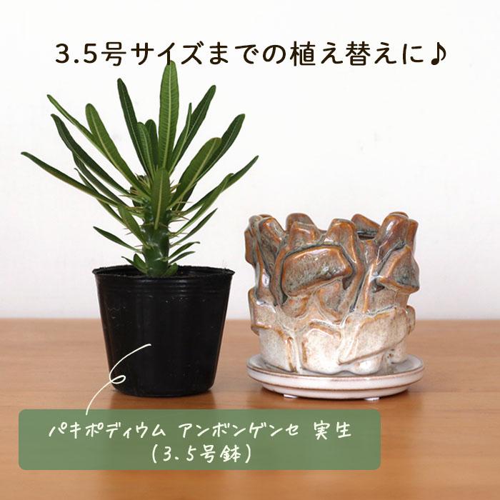 資 RY-3133 TTP 3.5号 ロックポット 受皿付 陶器 鉢 植木鉢 インテリア