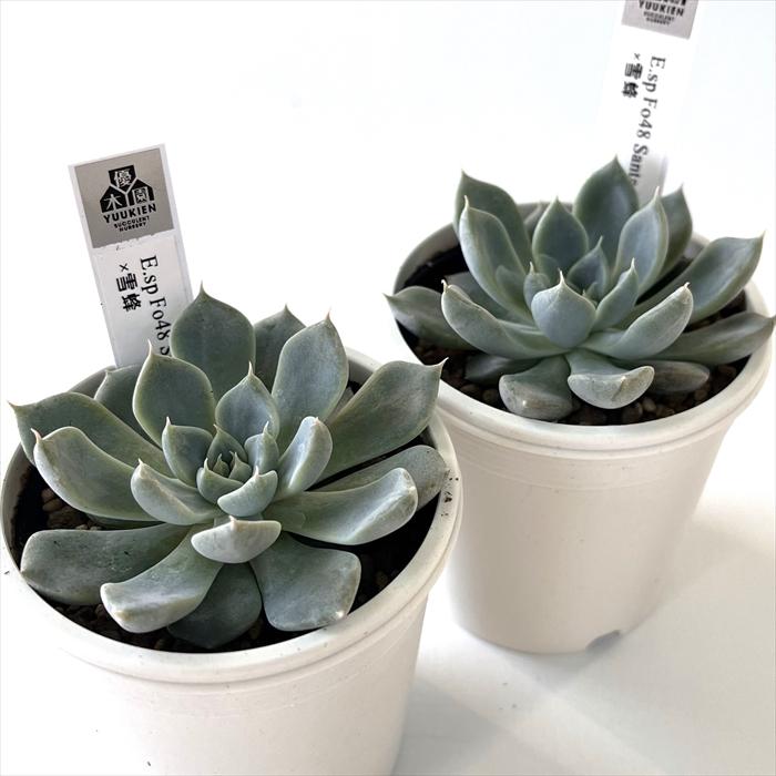 実生苗　多肉植物　エケベリア　⑧ 多肉植物 yukエケベリア E.sp Fo48 Santa Maria×雪蜂 優木園さんの苗