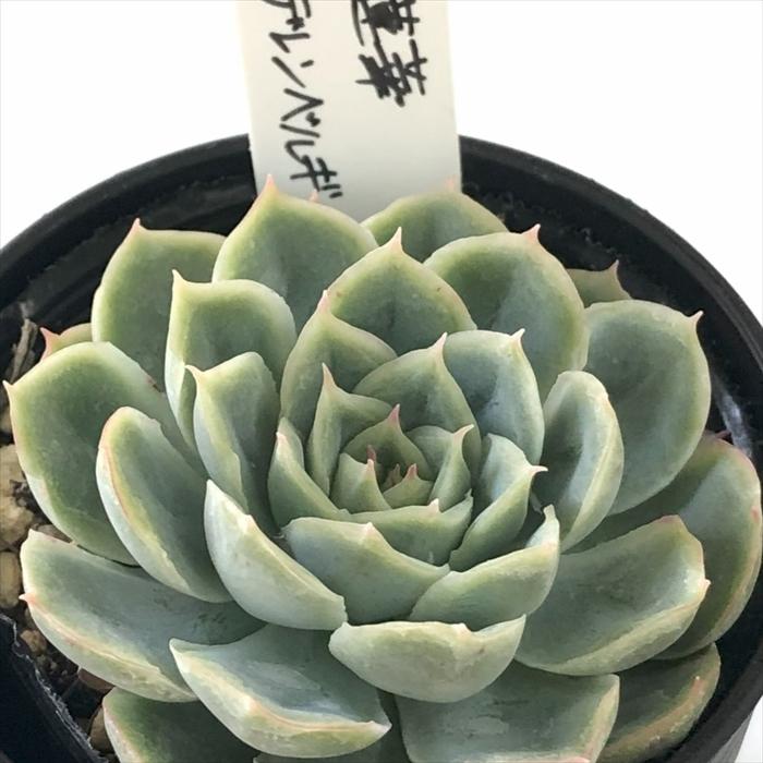 多肉植物 O'sエケベリア 白蓮華×デレンベルギー O's PLANTS