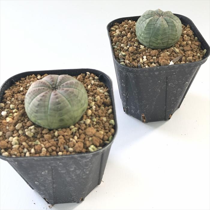 日本花キ流通 多肉植物 caユーフォルビア オベサ 9cmポット 日本花キ流通 多肉植物 caユーフォルビア オベサ 9cmポット