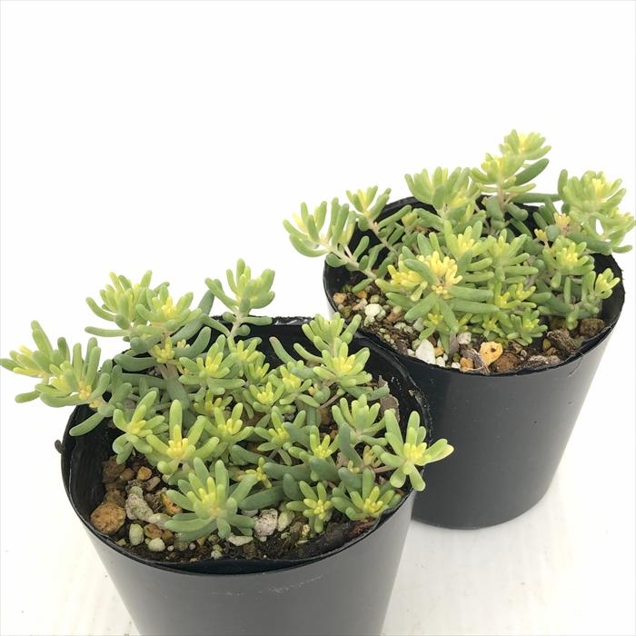 多肉植物　アルブムスプレンドレ&セダムセット　szk51 日本花キ流通 多肉植物 seセダム アルブムスプレンドレ 多肉植物