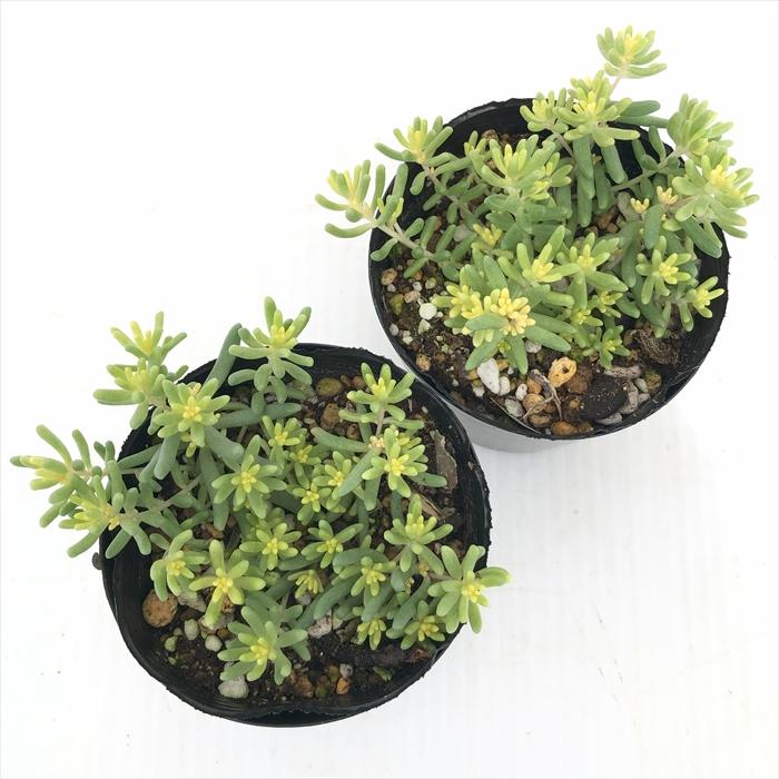 日本花キ流通 多肉植物 seセダム アルブムスプレンドレ 多肉植物