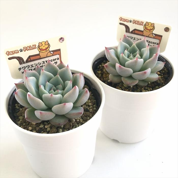 多肉植物 plkエケベリア チワワエンシスYecora×ホワイトザラゴーサ