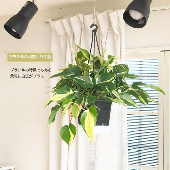 日本花キ流通 観葉植物 フィロデンドロン オキシカルジューム ブラジル