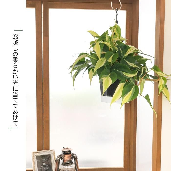 日本花キ流通 観葉植物 フィロデンドロン オキシカルジューム ブラジル