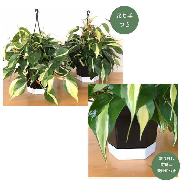 日本花キ流通 観葉植物 フィロデンドロン オキシカルジューム 日本花キ流通 観葉植物 フィロデンドロン オキシカルジューム