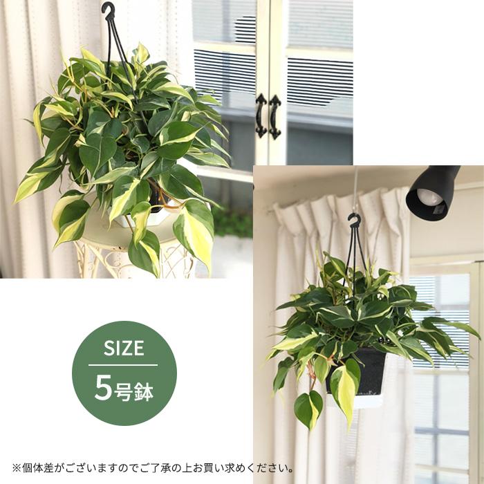 日本花キ流通 観葉植物 フィロデンドロン オキシカルジューム 日本花キ流通 観葉植物 フィロデンドロン オキシカルジューム