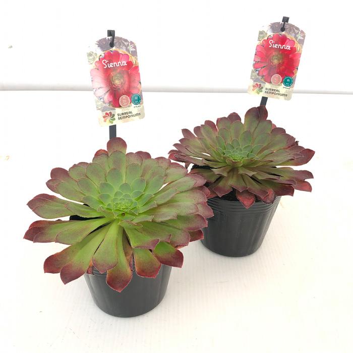 多肉植物 緑と赤のグラデーション*2 多肉植物 緑と赤のグラデーション