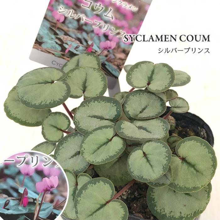 日本花キ流通 原種シクラメン 苗 コウム シルバープリンス 9cmポット