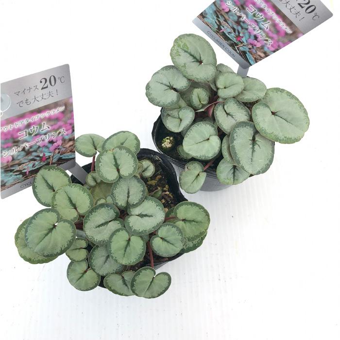 日本花キ流通 原種シクラメン 苗 コウム シルバープリンス 9cmポット