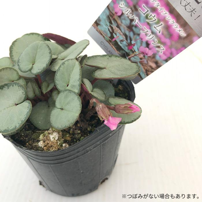 日本花キ流通 原種シクラメン 苗 コウム シルバープリンス 9cmポット