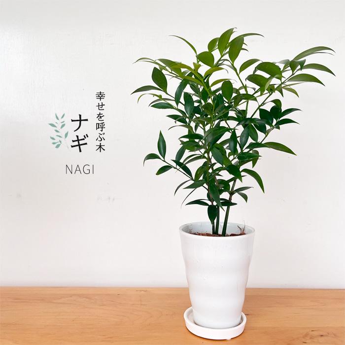 観葉植物 梛 ナギ 4号鉢 なぎ まもりの樹 開運 送料無料 観葉植物 小型 小さい 室内 贈り物 プレゼント インテリア おしゃれ（Yahoo!・フラワーネット日本花キ流通）