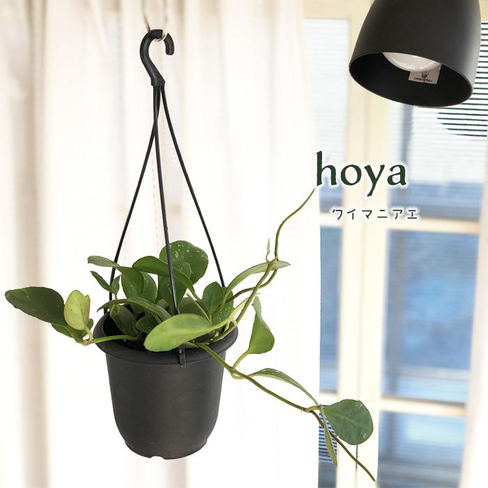 ホヤ hoya ミントコイン 4号 吊り鉢 ホヤ hoya ミントコイン 4号 吊り鉢