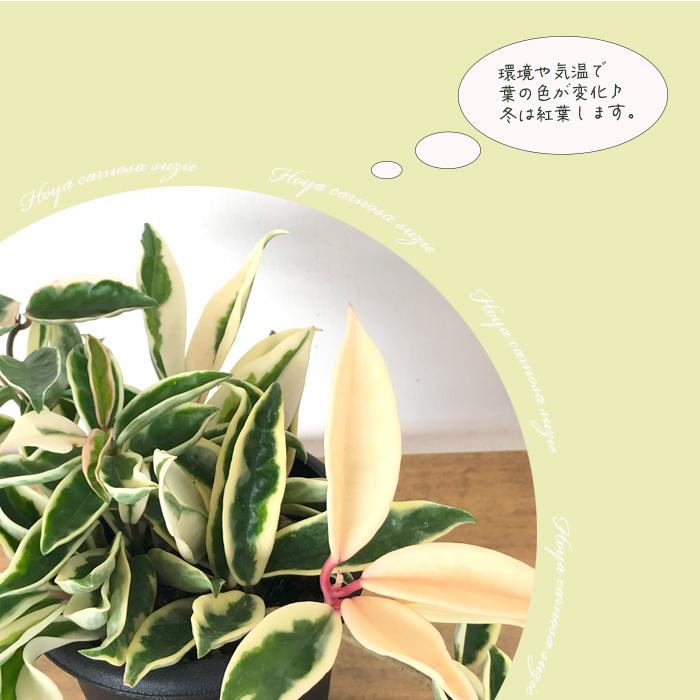 日本花キ流通 予約販売 観葉植物 ホヤ カルノーサ スージーQ 4号 吊り