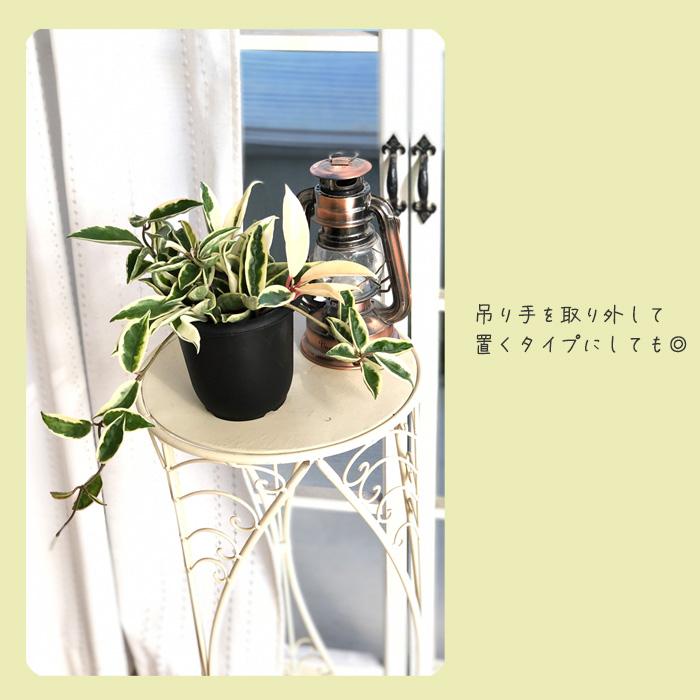 日本花キ流通 予約販売 観葉植物 ホヤ カルノーサ スージーQ 4号 吊り
