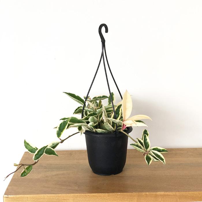 日本花キ流通 予約販売 観葉植物 ホヤ カルノーサ スージーQ 4号 吊り