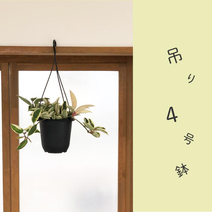 日本花キ流通 予約販売 観葉植物 ホヤ カルノーサ スージーQ 4号 吊り