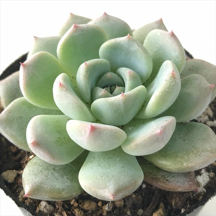 日本花キ流通 多肉植物 hxエケベリア ラウリンゼ×沙羅姫牡丹