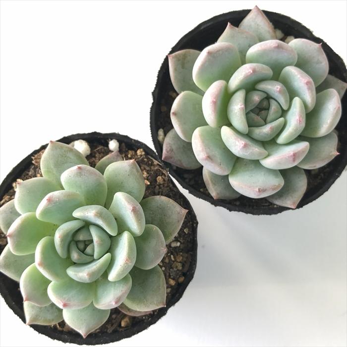 日本花キ流通 多肉植物 hxエケベリア ラウリンゼ×沙羅姫牡丹 多肉植物