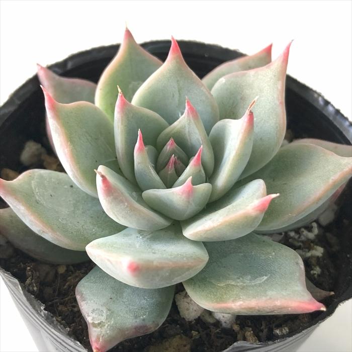 日本花キ流通 多肉植物 hxエケベリア クスピダータ×リンゼアナ 日本花キ流通 多肉植物 hxエケベリア クスピダータ×リンゼアナ
