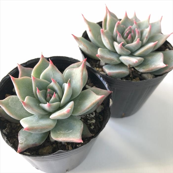 日本花キ流通 多肉植物 hxエケベリア クスピダータメンチャカ