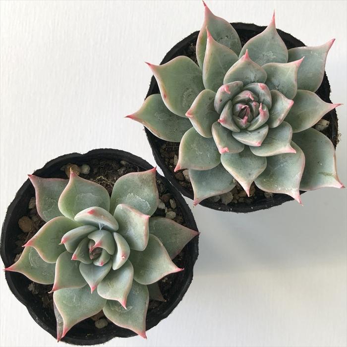 日本花キ流通 多肉植物 hxエケベリア クスピダータ×リンゼアナ 日本花キ流通 多肉植物 hxエケベリア クスピダータ×リンゼアナ