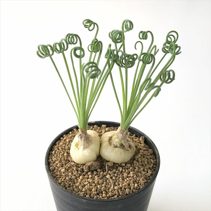 日本花キ流通 多肉植物 caアルブカ スピラリス 多肉植物 6cmポット