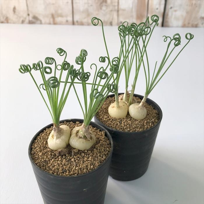 日本花キ流通 多肉植物 caアルブカ スピラリス 多肉植物 6cmポット