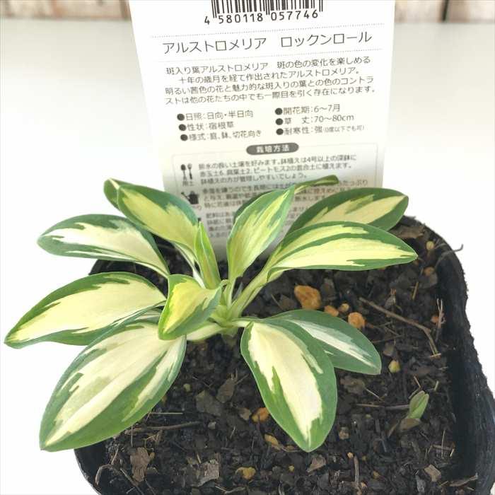 日本花キ流通 予約販売 アルストロメリア 苗 ロックンロール 10.5cm