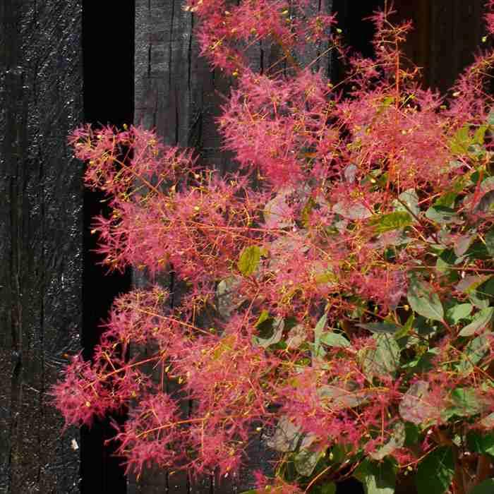 スモークツリー ダスキーメイデン 大株 スモークツリー ダスキーメイデン 5号 PVP｜花木04-PA : 赤塚