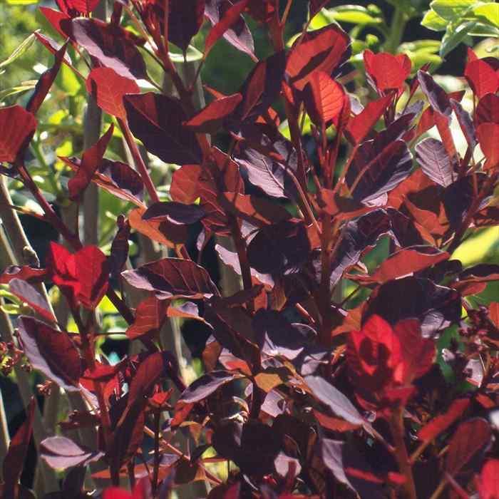 スモークツリー ダスキーメイデン 大株 スモークツリー ダスキーメイデン 5号 PVP｜花木04-PA : 赤塚