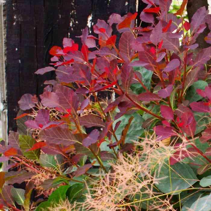 日本花キ流通 スモークツリー ダスキーメイデン 13.5cmポット