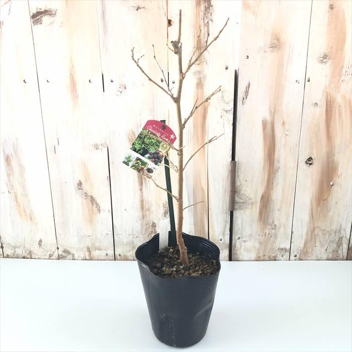 日本花キ流通 予約販売 マルベリー 苗 シャルロットリュス 12cmポット