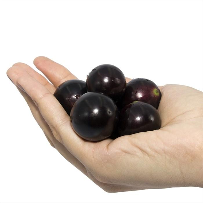 日本花キ流通 予約販売 強健大玉 ジャボチカバ 苗 15cmポット