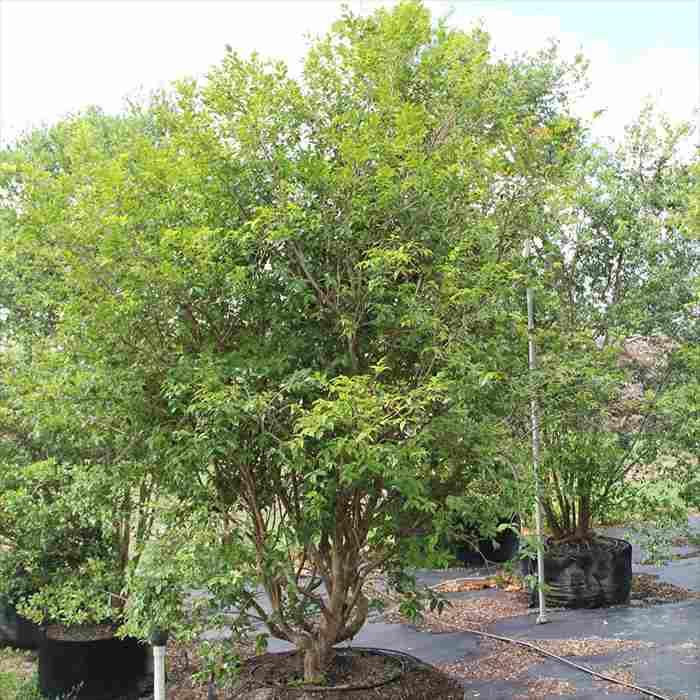 希少 ♪幹に実と花が成る不思議な樹木 強健大玉ジャボチカバ 果樹苗木 約80㌢ 希少 ♪幹に実と花が成る不思議な樹木 強健大玉ジャボチカバ 果樹苗木