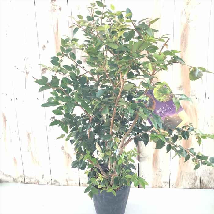 日本花キ流通 予約販売 強健大玉 ジャボチカバ 苗 15cmポット 送料無料