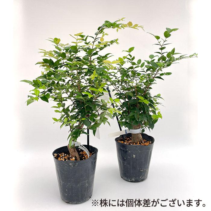 日本花キ流通 強健大玉 ジャボチカバ 苗 15cmポット 送料無料 珍しい