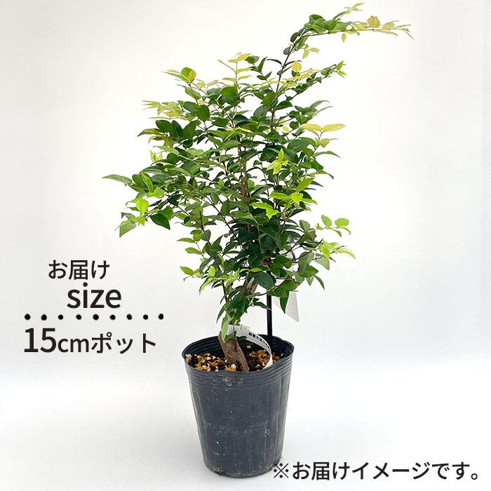日本花キ流通 強健大玉 ジャボチカバ 苗 15cmポット 送料無料 珍しい