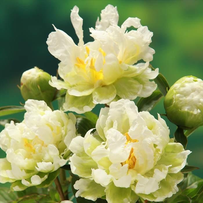 特大株　芍薬　グリーンハロー　アメリカシャクヤク　ピオニー　グリーン 日本花キ流通 予約販売 芍薬 アメリカシャクヤク グリーンハロー