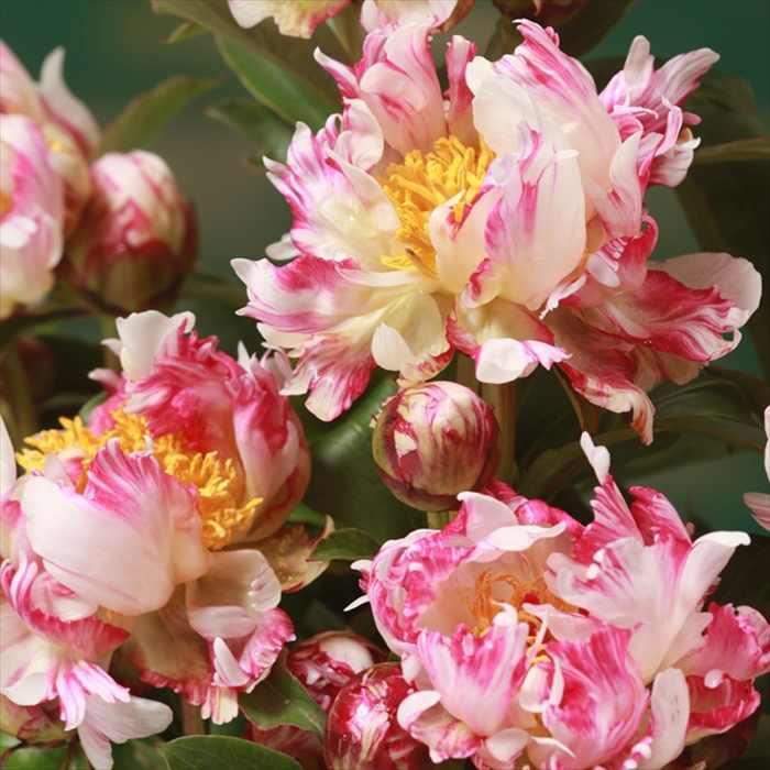 日本花キ流通 予約販売 芍薬 アメリカシャクヤク ブリックア 日本花キ流通 予約販売 芍薬 アメリカシャクヤク ブリックア