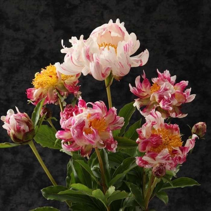 日本花キ流通 予約販売 芍薬 アメリカシャクヤク ブリックア