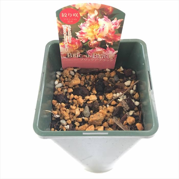 日本花キ流通 予約販売 芍薬 アメリカシャクヤク ブリックア