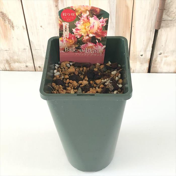 【誰にも負けないシリーズ】ダークなビッグダリアとシャクヤクのコンビしめ縄 imgrc0090833980.jpg