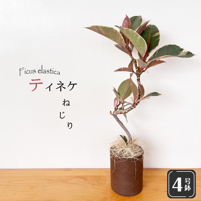 日本花キ流通 観葉植物 フィカス ティネケ ねじり 4号鉢 送料